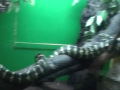 Vera in home sex movie showing a nice cock-sucking