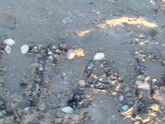 Sex lovers hid in the wood and enjoyed delicate fucking