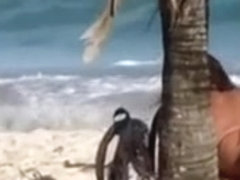 Delightful miniature brunette hair hair on the beach attracts my attention