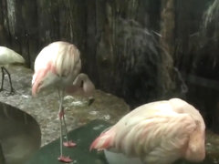 Abbey is brought to the state of sexual despair