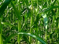 Bella-coxx - Uberraschungsfick im Feld