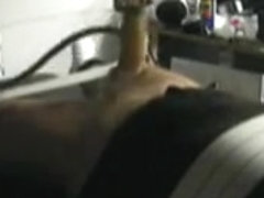 Venus milking machine 2