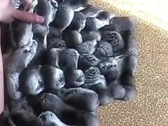 Great chinchilla filthy used