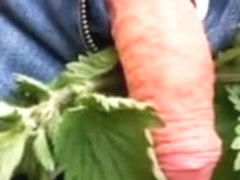Nettles cock torture 2017