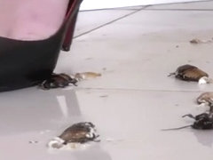 Woman Kills Bugs With Her Heels